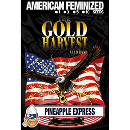 Pineaple express - Gold Harvest - 3 Fem