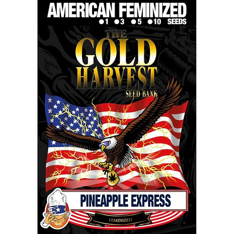 Pineaple express - Gold Harvest - 3 Fem