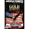 Pineaple express - Gold Harvest - 3 Fem