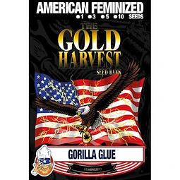 Gorilla Glue - Gold harvest - 3 Fem