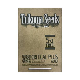Critical plus -  Trikoma Seeds- 6 Fem