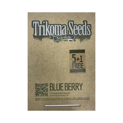 Blue Berry - Trikoma Seeds- 6 Fem