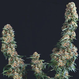 Gorilla Glue - Trikoma Seeds- 6 Fem
