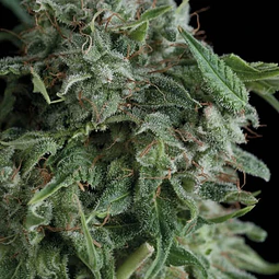 ak74 - Trikoma seeds - 6 Fem
