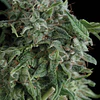 ak74 - Trikoma seeds - 6 Fem