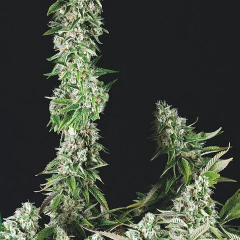 og double kush - Trikoma seeds - 6 Fem