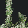 og double kush - Trikoma seeds - 6 Fem