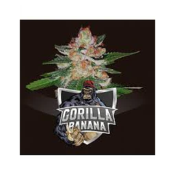 Gorilla Banana - BSF - 4 Fem