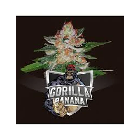 Gorilla Banana - BSF - 4 Fem