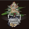 Gorilla Banana - BSF - 4 Fem