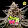 citrus kiss - BSF - 2 Fem