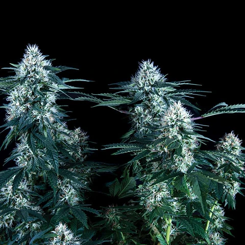 CRITICAL PLUS - TRIKOMA SEEDS - 6 f1