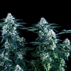 CRITICAL PLUS - TRIKOMA SEEDS - 6 f1
