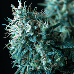AK 74 - TRIKOMA SEEDS - 6 F1