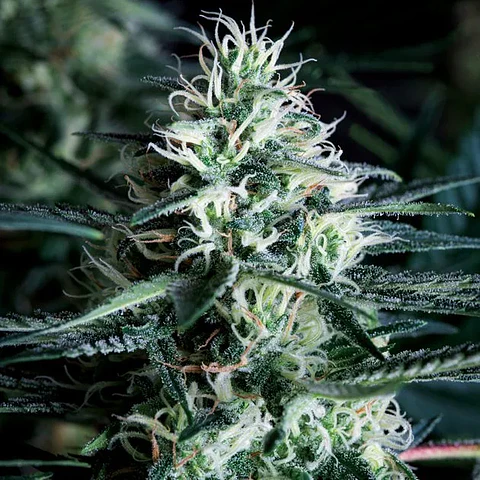 WHITE WIDOW- TRIKOMA SEEDS - 12 f1