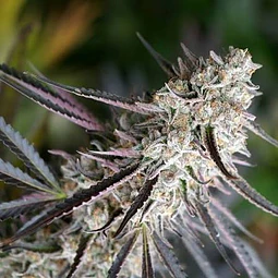 PEANUT BUTTER BREATH - HUMBOLDT SEEDS - 3 Fem
