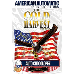 auto chocolopez- Gold harvest - 3 autoFem