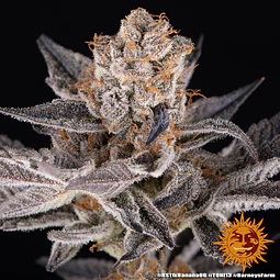 RS11 X BANANA OG - BARNEYS FARM - 3 FEM