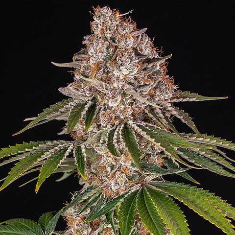 COOKIE CASKET - BARNEYS FARM - 3 FEM