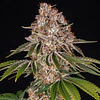 COOKIE CASKET - BARNEYS FARM - 3 FEM