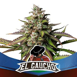El Gaucho F1 - BSF - 12 Fem