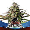 El Gaucho F1 - BSF - 12 Fem