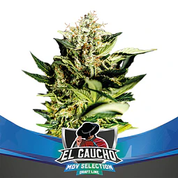 El Gaucho F1 - BSF - 2 Semillas