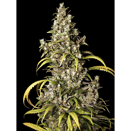 Monster - Eva Seeds - 3+1 Fem