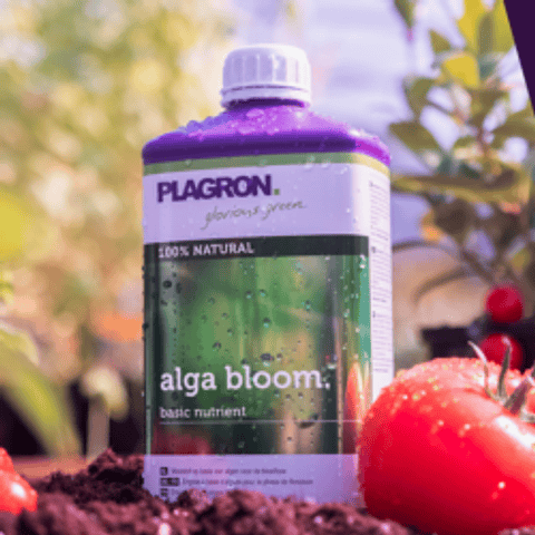 Alga Bloom - Plagron 1 Litro