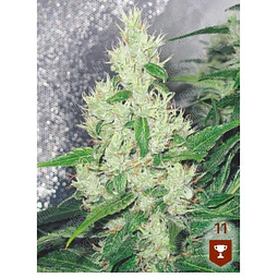 Y Griega - Medical Seeds - 3 + 2Fem
