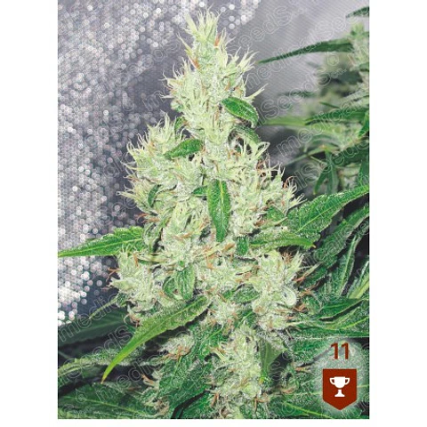 Y Griega - Medical Seeds - 3 + 2Fem