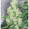 Y Griega - Medical Seeds - 3 + 2Fem