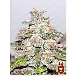 Mendocino Purple Kush + 2 cookies x gelato - Medical Seeds - 3+2 Fem