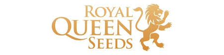 Royal Queen Seeds