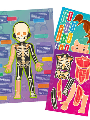 Juego Huesos y Músculos Láminas Magnéticas Interactivas