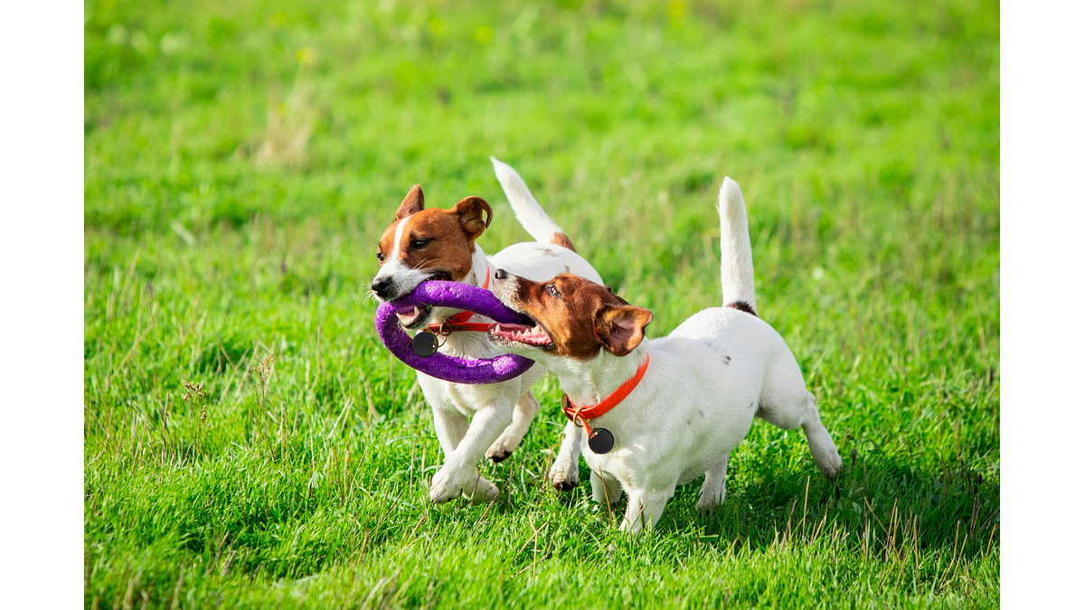 SmartTag: GPS & Rastreador 2