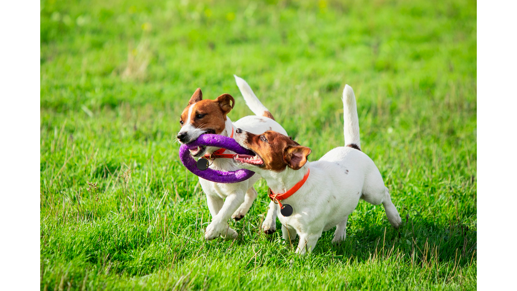 SmartTag: GPS & Rastreador 2