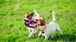 SmartTag Pet: Localizador & Rastreador - Miniatura 3