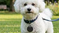 SmartTag Pet: Localizador & Rastreador - Miniatura 4