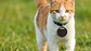 SmartTag Pet: Localizador & Rastreador - Miniatura 5