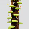 Árbol Rascador para Gatos 