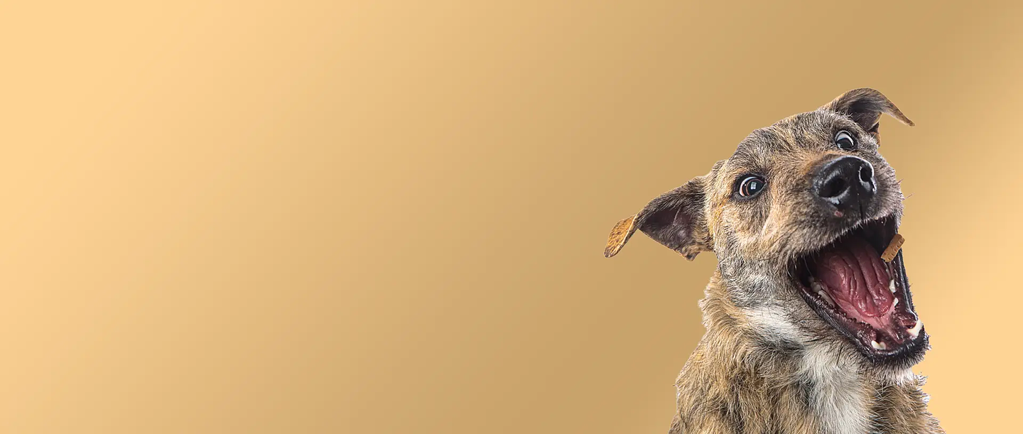 Descuentos para consentir a tu mascota