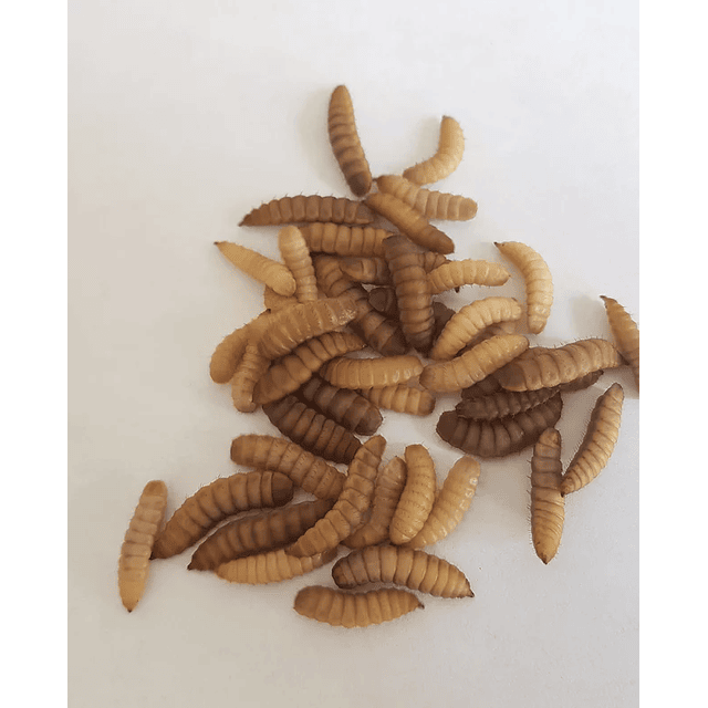 Snack Larva Mosca Soldado Negra 30gr