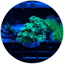 2.-Goniopora Verde Frag