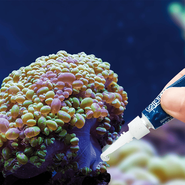 Adhesivo Corales Ista (gel) 4gr