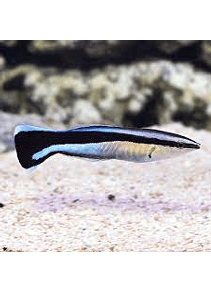 Cleaner Wrasse (Labroides dimidiatus) Talla S-M