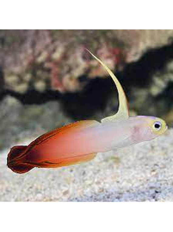 Nemateleotris magnifica ( FireFish) Talla S-M