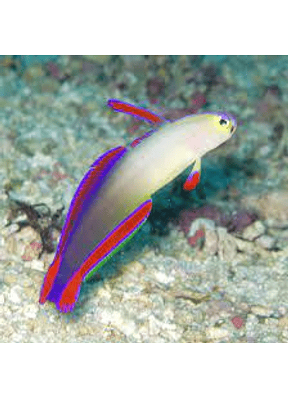 Purple Fish (Nemateleotris decora) Talla S-M