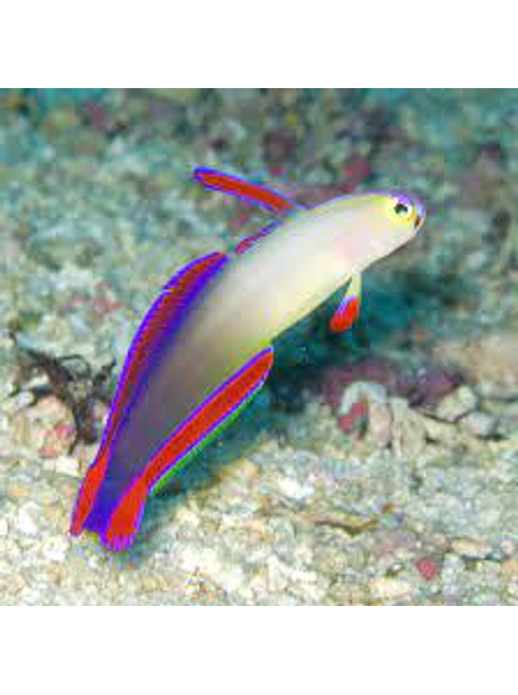 Purple Fish (Nemateleotris decora) Talla S-M