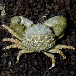 Cangrejo Esmeralda (Mithraculus sculptus) 